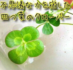 不思議な力を宿した四つ葉のクローバー　金運　恋愛運　その他　5