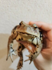 アズマヒキガエル ヒキガエル 蛙 カエル かえる 蟇蛙 ひきがえる 約10.5センチ メス 恐らくメス