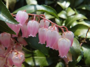 ◇ アセビ ◇ 花色：ピンク 桃色 モモバナ 挿し木苗 ◇ 馬酔木 庭木 鉢植え シンボルツリー 小苗 苗木 苗 ◇