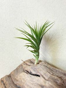 【Frontier Plants】チランジア・アラウジェイ×テヌイフォリア T. araujei x tenuifolia ブロメリア　エアープランツ