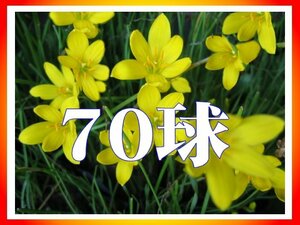 ◆即決☆(*^o^*)黄色のゼフィランサス　シトラナ（シトリナ）70球1000円☆S22