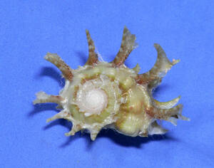 貝の標本 Angariaa sphaerula 40mm.w/o.
