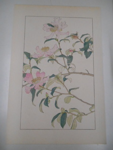 非水百花譜 山茶花 杉浦非水 彩色刷木版 版画 附図 2枚セット 1920年代？ 大正後半～昭和前半 春陽堂発行 さざんか