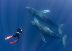 ダイビング クジラ ダイバー 絵画風 壁紙ポスター 特大A1版 830×585mm（はがせるシール式）005A1