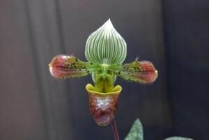 T♪洋蘭　 Paphiopedilum venustum x sib.　 ２芽寄せ植え パフィオ　 洋ラン