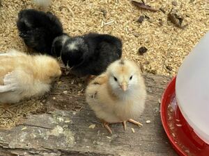 食用アローカナ平飼い有精卵 20個割れ保証4個