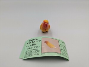 ペット動物　コレクション　チョコエッグ　キエリクロボタンインコ　フィギュア