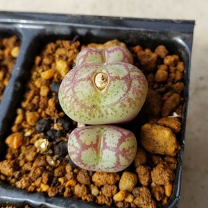 ♀八重垣姫 × ♂プラキツム (Conophytum ficiforme ”placitum” S.H. コノフィツム フィシフォルメ フィキフォルメ プラキツム ハマー)