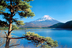 ■『富士山／松』のポスター■