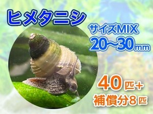 [送料無料] ヒメタニシ 成体 20～30mm 40匹＋補償分8匹 合計48匹 観賞 飼育 コケ対策 残エサ処理 生餌 甲殻類 [3138:gopwx2]