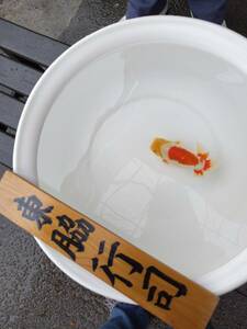 光らんちゅう 　2才会入賞魚　約１５cm　雄