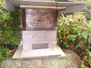 日本ミツバチ　今年分蜂群