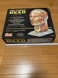 レンウォール ビジブル・ヘッド Renwal Anatomical Visible Head 1/1未組立