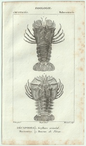 1816年 銅版画 Turpin 自然科学辞典 甲殻類 軟甲綱 セミエビ科 ウチワエビモドキ属 ウチワエビ属 2種