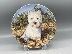 ロイヤルウースター ウエスト ハイランド ホワイト テリア 犬 ウエスティ 秋 皿 飾り皿 絵皿 (1234) 