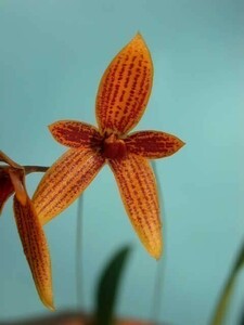 T♪小型洋蘭　Bulbophyllum pardalotum　 洋ラン