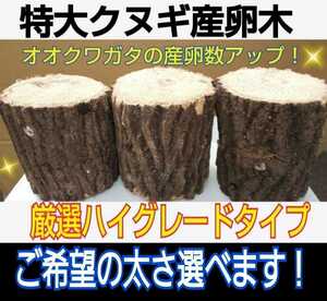 クヌギ産卵木☆太さご希望承ります！直径8～14センチ☆長さ13センチ☆硬めを好むオオクワガタ向きです！数量限定販売　他商品と同梱OKです