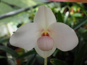 04/22 Paph. (Armeni White x emersonii) x hangianum 数株限定 特殊交配 優良交配 洋蘭 パフィオ