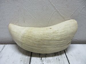 希少　大型　1円～ 【クジラ歯】鯨歯 マッコウクジラ 抹香鯨 印材 重量 約720g　歯　鯨　サイ　角　根付 【星見】