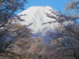 世界遺産 富士山 写真 34　A4又は2L版 額付き