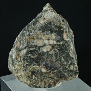 ツリテラアゲート TER850 アメリカ合衆国 ワイオミング州産 19.4g サイズ約33mm×28mm×16mm 瑪瑙 巻貝 化石 パワーストーン 天然石 原石