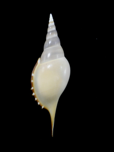 貝の標本 Tibia martinii 128.5mm.w/o.