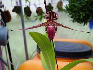 04/29 Paph.rothschildianum