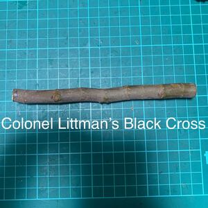 Colonel Littman’s Black Cross 穂木　① いちじく穂木 イチジク穂木 