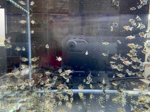 【さかり川観賞魚センター】　ローズテールオランダ　約2〜2.5cm 25匹セット＋α