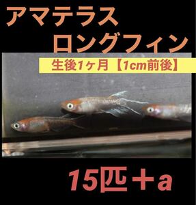 沖ちゃんメダカ　約1cm前後【送料無料】アマテラス　三色　リアルロングフィン めだか メダカ　稚魚　15匹　1ヶ月半