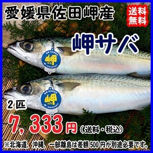 愛媛 サバ 天然一本釣り 約700g×2匹 浜から直送 送料無料 北海道・沖縄・東北は別途送料 宇和海の幸問屋