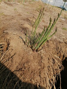 数々の好評価　株分け可能　オーガニック菜園　夢を語れ　アスパラガス　苗