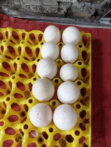 食用卵 アヒル卵　有精卵１０個