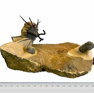 Dicranurus trilobite 三葉虫化石デボン紀モロッコ