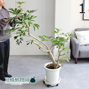 【現品】シェフレラ 古木 9号 白鉢（1）Schefflera arboricola