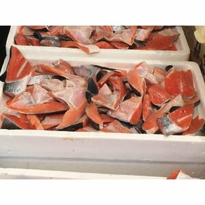 鮭 カマ・切身 切り落とし 甘塩 たっぷり 5kg-5.5kg