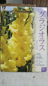 グラジオラス バナナ ラマ １袋 球根 タキイ 郵便は送料無料