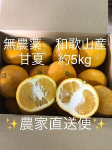 【訳あり品　無農薬　和歌山産　甘夏　5kg 農家直送便】