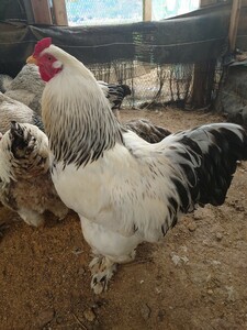 送料込　大型鶏　ライトブラマ　食用有精卵　５個+１個