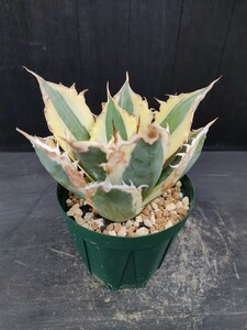 Agave アガベ スナグルトゥース 暴牙 大型 USA現地球 美株 発根済 多肉植物