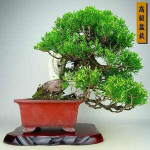 盆栽 真柏 樹高 上下 約32cm しんぱく 高級盆栽 Juniperus chinensis シンパク “ジン シャリ” ヒノキ科 常緑樹 観賞用 現品