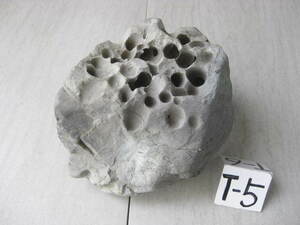 自然石　虫食い穴開き石　　21㎝　(6,29㎏) 　T-⑤　　　　水石 盆石 観賞石 アクアテラリウム