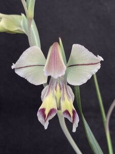 【球根】グラジオラス　オーキッドフロラス(Gladiolus orchidiflorus)