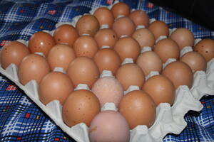 期間限定特別価格！20個 ボリスブラウン「食用の有精卵」食用 卵 