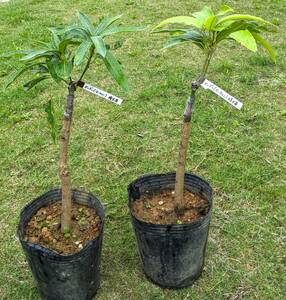 熱帯果樹　マンゴー　（アーウィン）　接木苗２本セット　送料込み