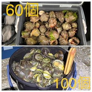 【送料無料】冷凍ヤドカリ60個　冷凍マツバ貝100個　石鯛　イシガキダイ　黒鯛　釣り餌