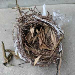 鳥の巣・小枝を使った大きめな巣です　・自然/オブジェ/とりの巣/２２