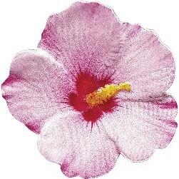 2020 ニウエ 世界の花シリーズ ムクゲ エナメル付2ドル花型カラー銀貨