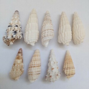 マキガイ 巻き貝 巻貝 貝がら 貝殻 貝 微小貝 ハンドメイド 材料 素材 パーツ 工作
