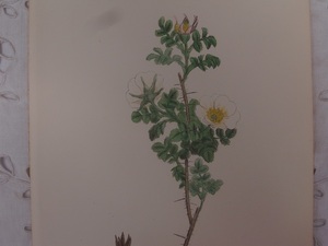 英English botanity植物画アンティークボタニカルプリントSowerby(ジェームス・サワビー) ローズ薔薇